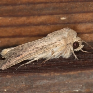 Mythimna (Pseudaletia) convecta at Melba, ACT - 9 Feb 2021 12:02 PM