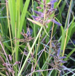 Cyperus sanguinolentus at Downer, ACT - 20 Feb 2021