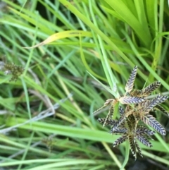 Cyperus sanguinolentus at Downer, ACT - 20 Feb 2021