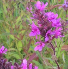 Lythrum salicaria (Purple Loosestrife) at Downer, ACT - 20 Feb 2021 by JaneR