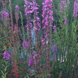 Lythrum salicaria at Downer, ACT - 20 Feb 2021