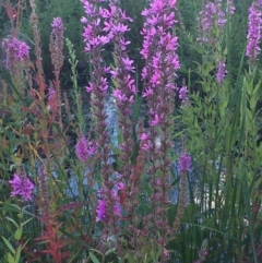 Lythrum salicaria at Downer, ACT - 20 Feb 2021