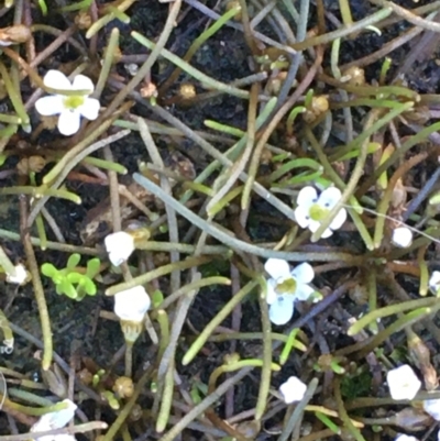 Limosella australis (Austral Mudwort) at Downer, ACT - 20 Feb 2021 by JaneR