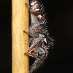 Sandalodes scopifer at Acton, ACT - 21 Feb 2021 11:51 AM