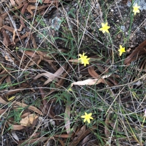 Tricoryne elatior at Hughes, ACT - 23 Feb 2021