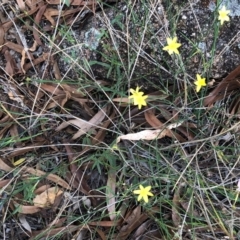 Tricoryne elatior (Yellow Rush Lily) at Hughes, ACT - 23 Feb 2021 by ruthkerruish