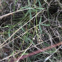 Grona varians (Slender Tick-Trefoil) at Hughes Garran Woodland - 23 Feb 2021 by ruthkerruish