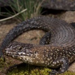 Egernia cunninghami (Cunningham's Skink) at Denman Prospect, ACT - 6 Feb 2021 by BrianHerps