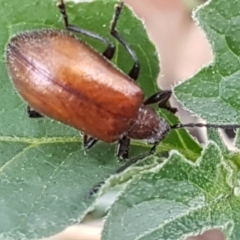 Ecnolagria grandis (Honeybrown beetle) at Lyneham, ACT - 23 Feb 2021 by tpreston