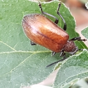 Ecnolagria grandis at Lyneham, ACT - 24 Feb 2021