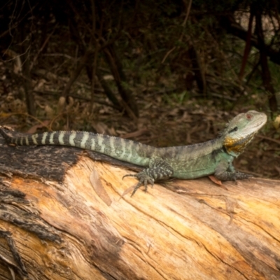 Intellagama lesueurii howittii (Gippsland Water Dragon) at Cotter River, ACT - 22 Feb 2021 by Jek