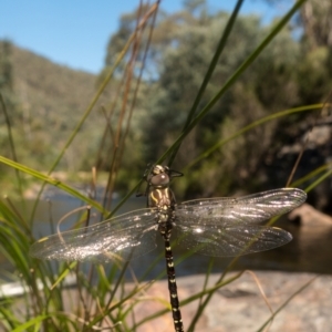 Austroaeschna unicornis at Namadgi National Park - 22 Feb 2021