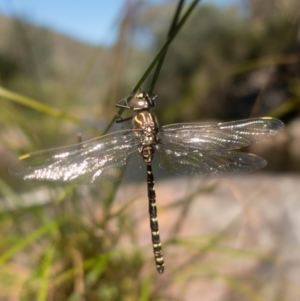 Austroaeschna unicornis at Namadgi National Park - 22 Feb 2021