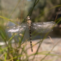 Austroaeschna unicornis at Namadgi National Park - 22 Feb 2021