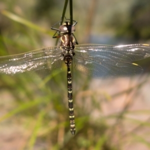 Austroaeschna unicornis at Namadgi National Park - 22 Feb 2021