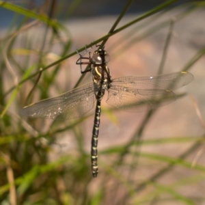 Austroaeschna unicornis at Namadgi National Park - 22 Feb 2021