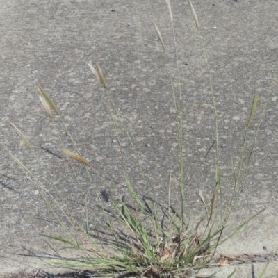 Chloris virgata (Feathertop Rhodes Grass) at Calwell, ACT - 22 Feb 2021 by MichaelBedingfield