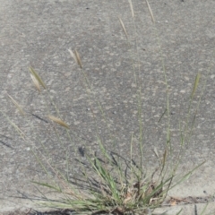 Chloris virgata (Feathertop Rhodes grass) at Calwell, ACT - 22 Feb 2021 by michaelb