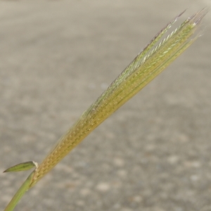 Chloris virgata at Calwell, ACT - 22 Feb 2021 05:11 PM