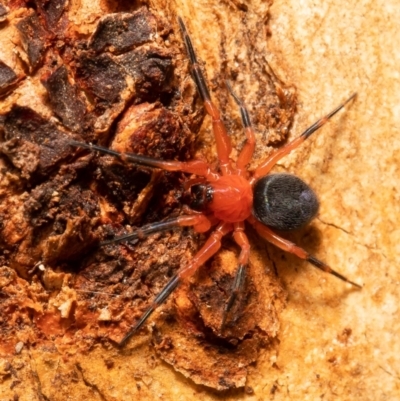 Nicodamidae (family) (Red and Black Spider) at Downer, ACT - 23 Feb 2021 by Roger