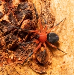 Nicodamidae (family) (Red and Black Spider) at Downer, ACT - 22 Feb 2021 by Roger