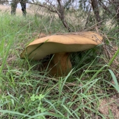 Phlebopus marginatus (Giant Bolete) at Ginninderry Conservation Corridor - 23 Feb 2021 by Eland