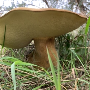 Phlebopus marginatus at Holt, ACT - 24 Feb 2021