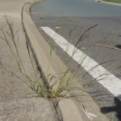 Eragrostis parviflora (Weeping Love Grass) at Conder, ACT - 22 Feb 2021 by MichaelBedingfield