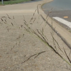 Eragrostis parviflora at Conder, ACT - 22 Feb 2021