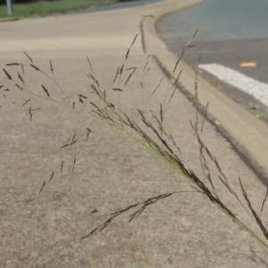 Eragrostis parviflora at Conder, ACT - 22 Feb 2021 05:18 PM