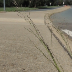 Eragrostis parviflora at Conder, ACT - 22 Feb 2021 05:18 PM