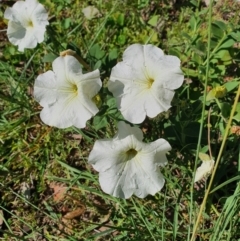 Petunia sp. (Petunia) at Queanbeyan West, NSW - 22 Feb 2021 by Speedsta