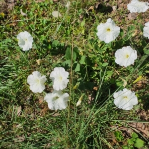 Petunia sp. at Queanbeyan West, NSW - 22 Feb 2021 09:35 AM