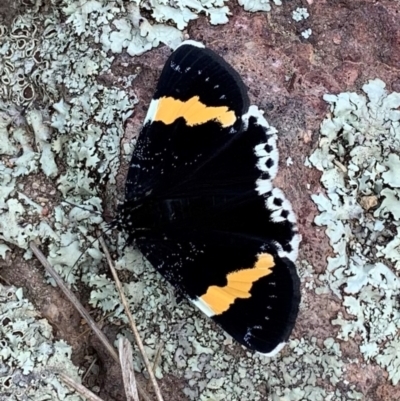 Eutrichopidia latinus (Yellow-banded Day-moth) at Ginninderry Conservation Corridor - 23 Feb 2021 by Eland