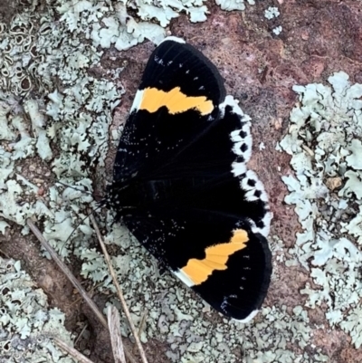 Eutrichopidia latinus (Yellow-banded Day-moth) at Holt, ACT - 24 Feb 2021 by Eland