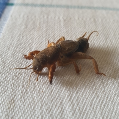 Gryllotalpa sp. (genus) (Mole Cricket) at Queanbeyan West, NSW - 30 Dec 2020 by Speedsta