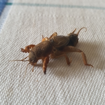 Gryllotalpa sp. (genus) (Mole Cricket) at QPRC LGA - 30 Dec 2020 by Speedsta