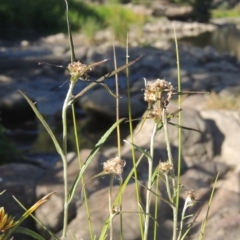 Euchiton involucratus (Star Cudweed) at Stromlo, ACT - 20 Jan 2021 by michaelb