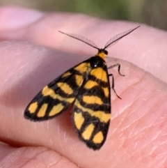 Asura lydia (Lydia Lichen Moth) at Ginninderry Conservation Corridor - 23 Feb 2021 by Eland