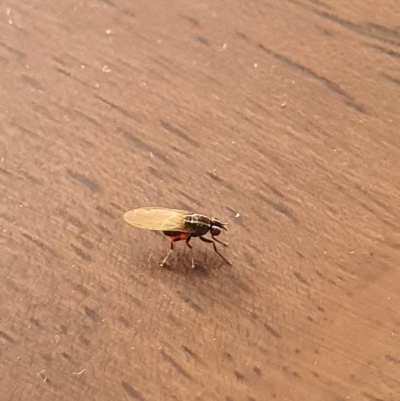 Poecilohetaerus sp. (genus) (Lauxaniid fly) at Queanbeyan West, NSW - 18 Dec 2020 by Speedsta
