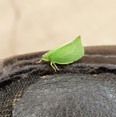 Siphanta acuta (Green planthopper, Torpedo bug) at Queanbeyan East, NSW - 30 Nov 2020 by Speedsta