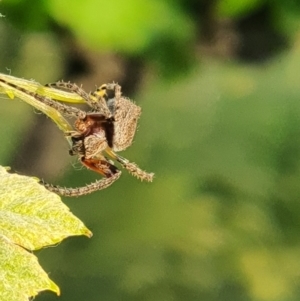 Araneinae (subfamily) at Murrumbateman, NSW - 11 Nov 2020 06:55 PM