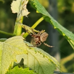 Araneinae (subfamily) at Murrumbateman, NSW - 11 Nov 2020 06:55 PM