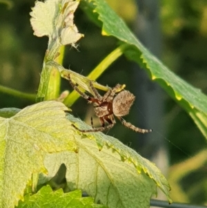 Araneinae (subfamily) at Murrumbateman, NSW - 11 Nov 2020 06:55 PM