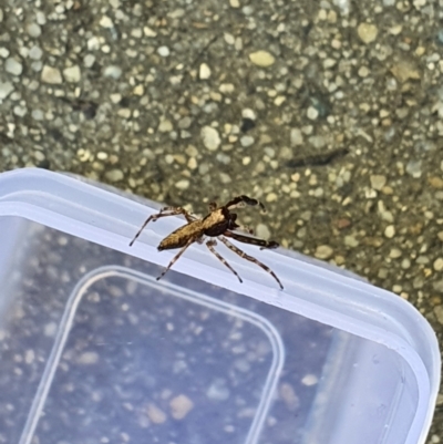 Helpis minitabunda (Threatening jumping spider) at Queanbeyan West, NSW - 3 Nov 2020 by Speedsta