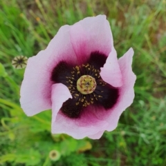 Papaver somniferum (Opium Poppy) at Jerrabomberra, NSW - 19 Oct 2020 by Speedsta