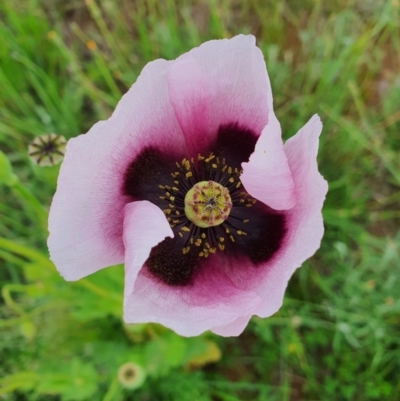 Papaver somniferum (Opium Poppy) at Queanbeyan Nature Reserve - 19 Oct 2020 by Speedsta