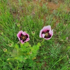 Papaver somniferum at Jerrabomberra, NSW - 20 Oct 2020