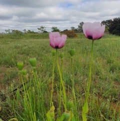 Papaver somniferum at Jerrabomberra, NSW - 20 Oct 2020 09:06 AM