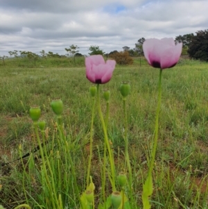 Papaver somniferum at Jerrabomberra, NSW - 20 Oct 2020 09:06 AM